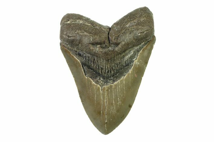 Serrated, Fossil Megalodon Tooth - North Carolina #338474